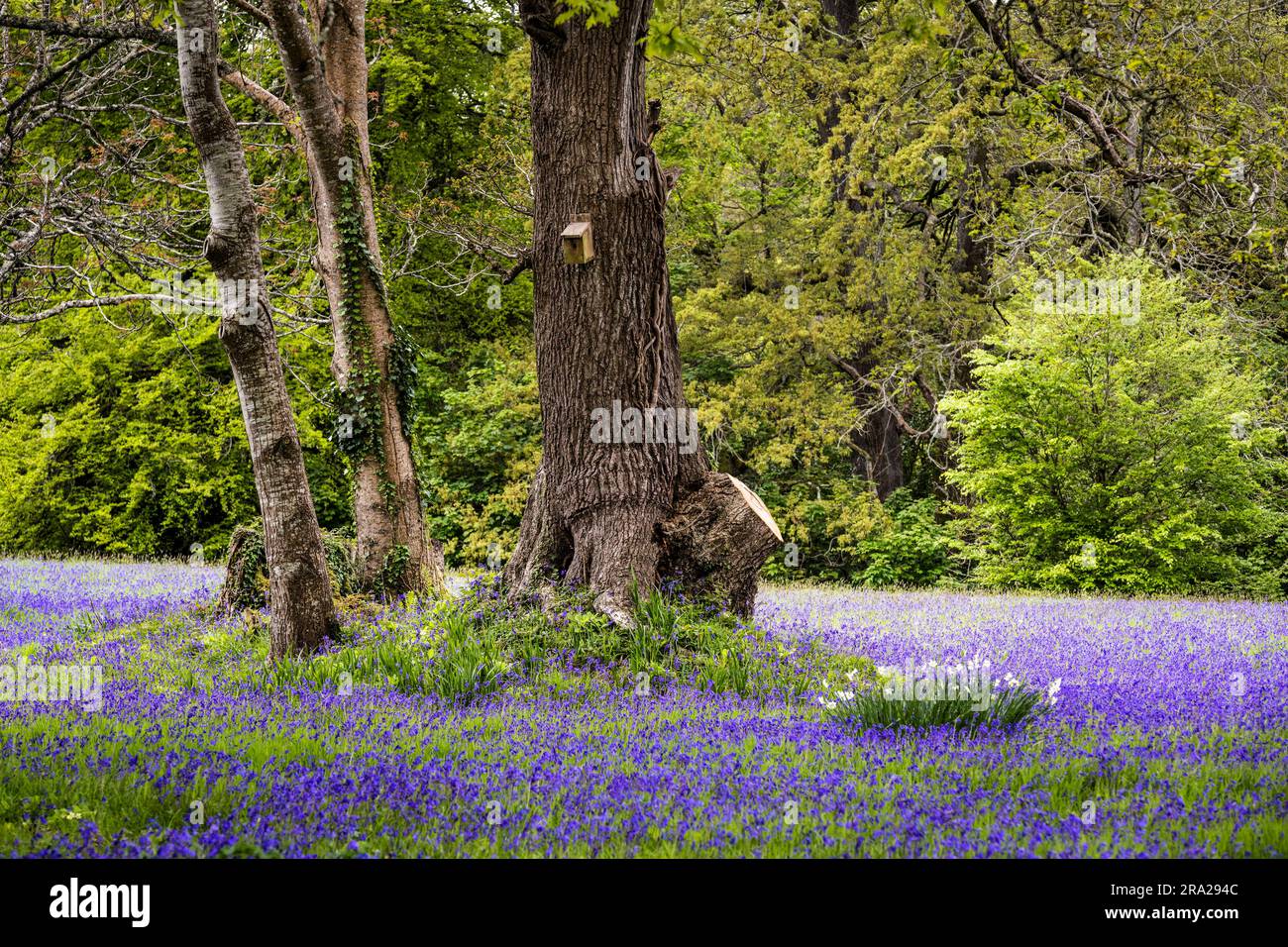 Un champ de Bluebells anglais commun jacinthoides non-script dans le calme; historique parc Lye zone dans Enys Gardens à Penryn en Cornouailles au Royaume-Uni. Banque D'Images Un champ de Bluebells anglais commun jacinthoides non-script dans le calme; historique parc Lye zone dans Enys Gardens à Penryn en Cornouailles au Royaume-Uni. Banque D'Images