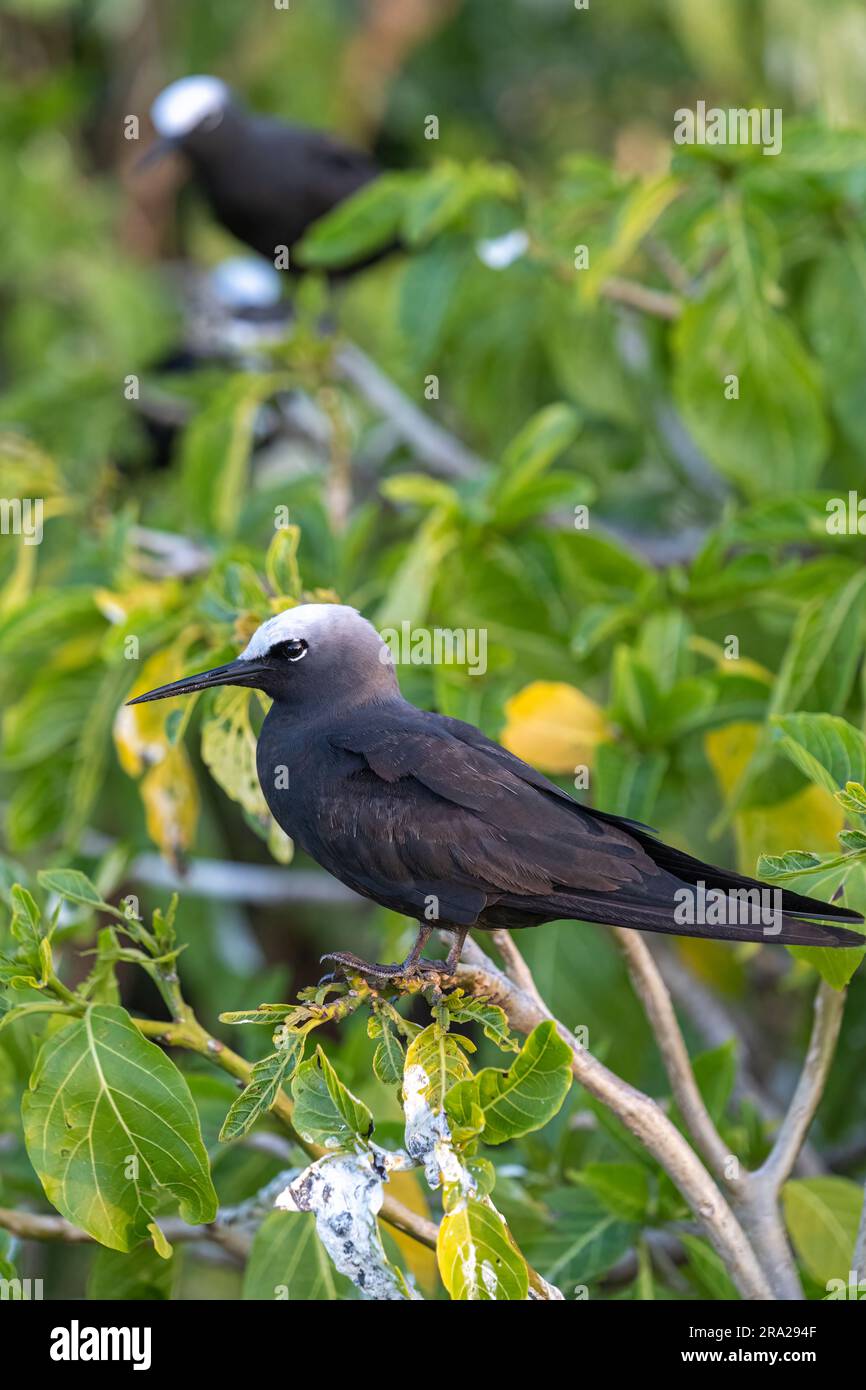 Noddies communes (Anous stolidus) perchées dans la végétation côtière, Lady Elliot Island, Queensland Australie Banque D'Images
