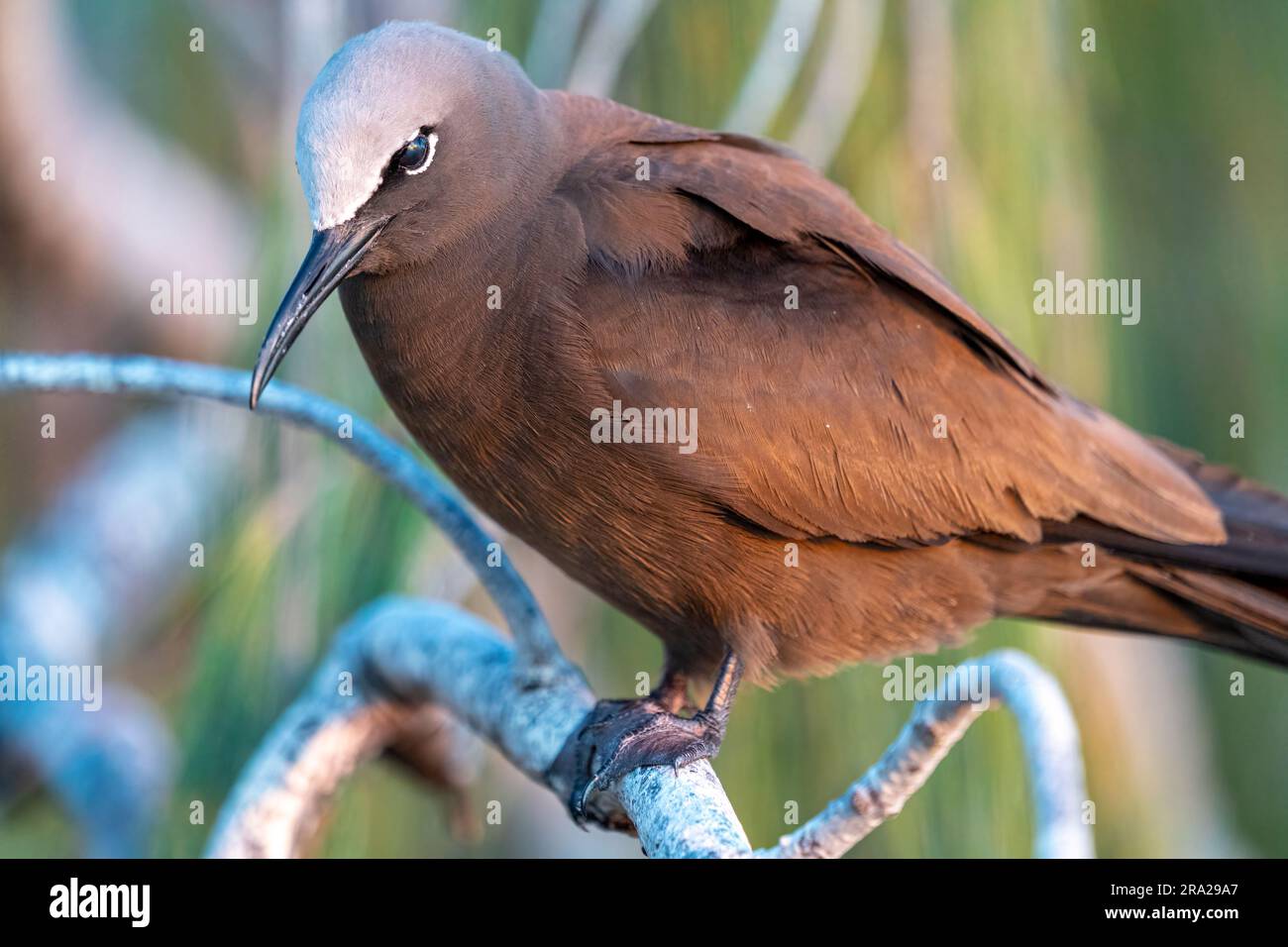 Portrait rapproché de Common Noddy (Anous stolidus), Lady Elliot Island Queensland Australie Banque D'Images