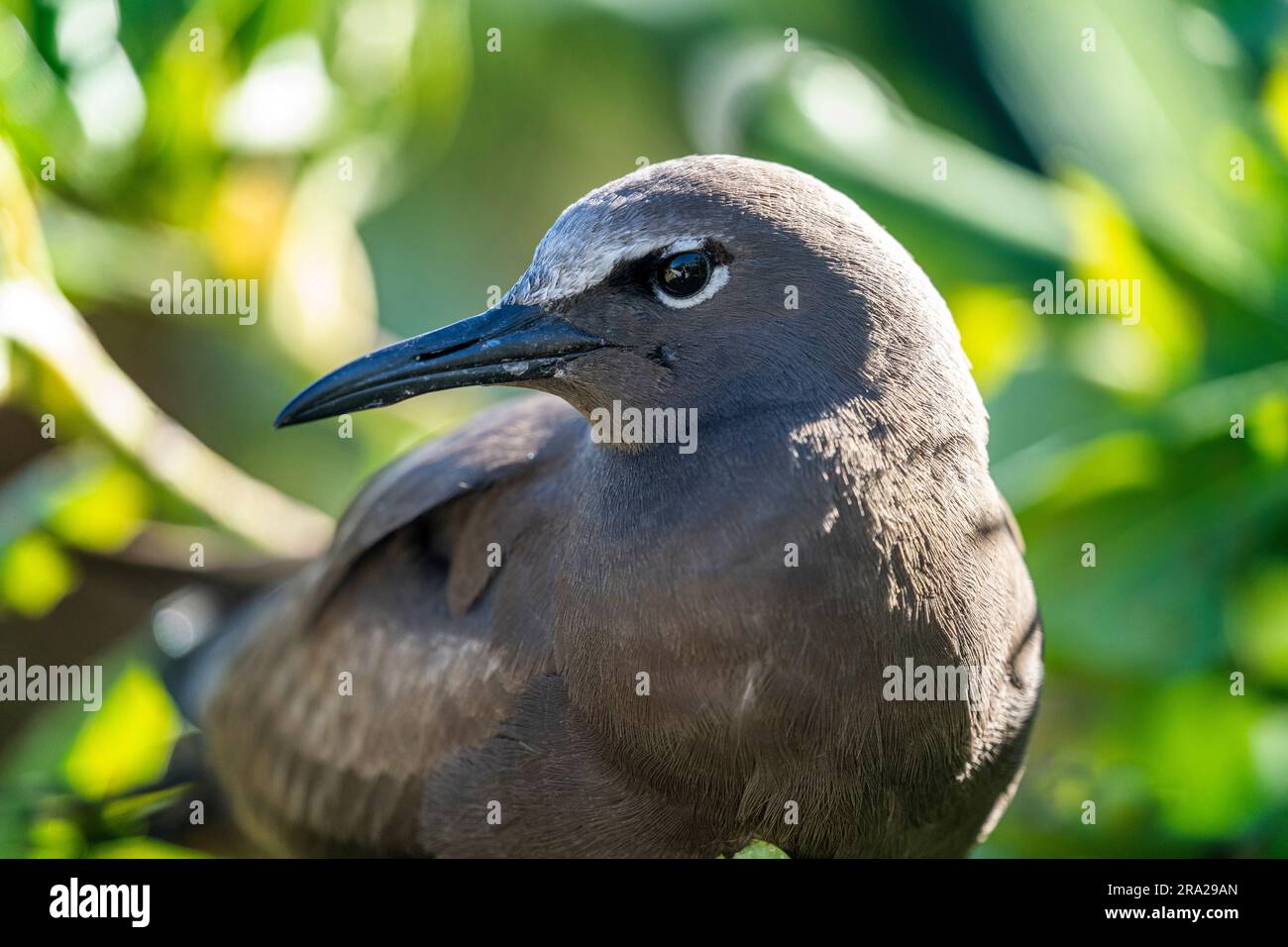 Portrait rapproché de Common Noddy (Anous stolidus), Lady Elliot Island Queensland Australie Banque D'Images