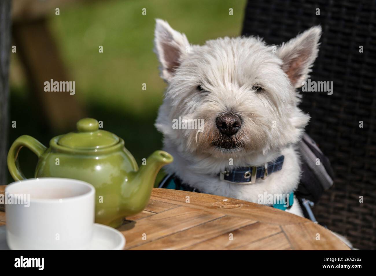Un Westie West Highlander White Terrier assis sur une chaise à une table. Banque D'Images