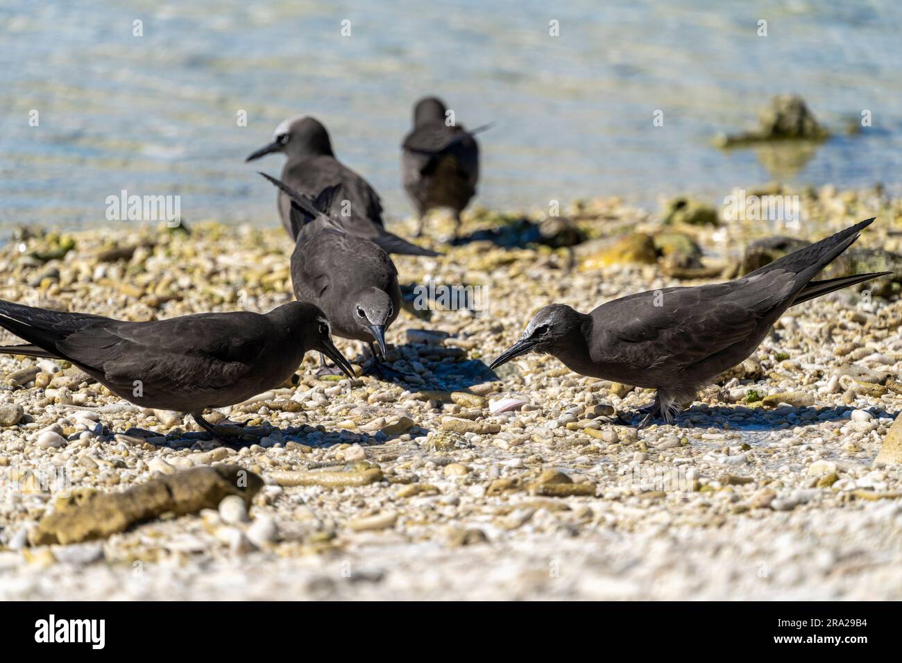 Noddies communes (Anous stolidus) sur la plage de galets, Lady Elliot Island, Queensland Australie Banque D'Images