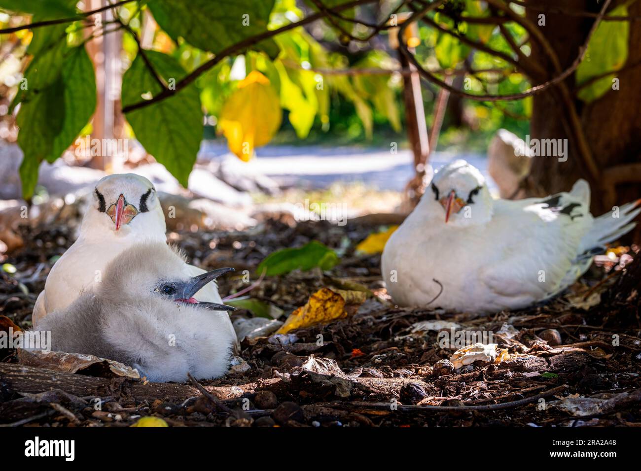 Oiseau-tropic à queue rousse (Phaethon rubricauda) avec poussin, Lady Elliot Island, Sud de la Grande barrière de corail, Queensland, Australie Banque D'Images