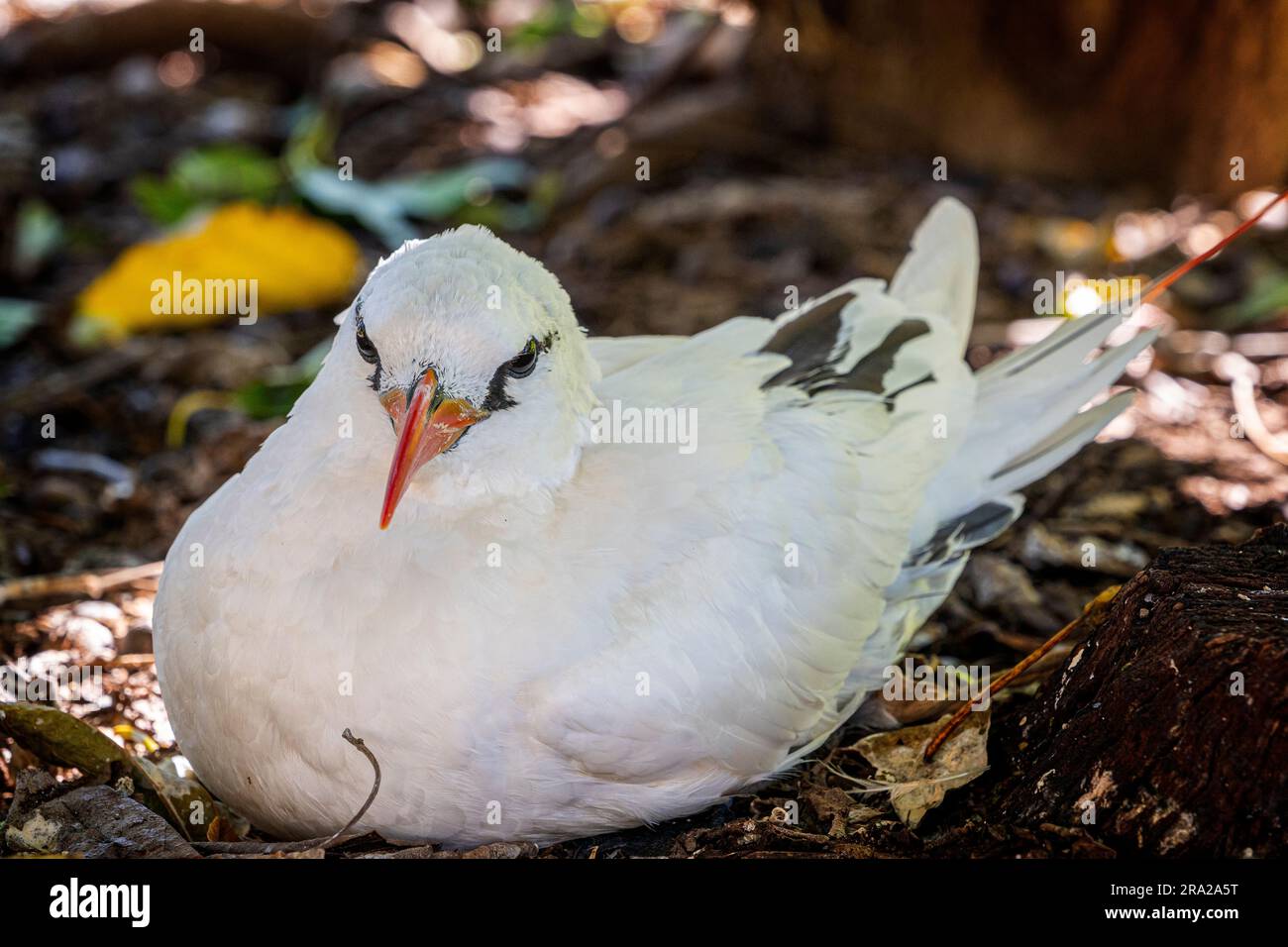 Oiseau-tropic à queue rouge (Phaethon rubricauda), Lady Elliot Island, Queensland Australie Banque D'Images