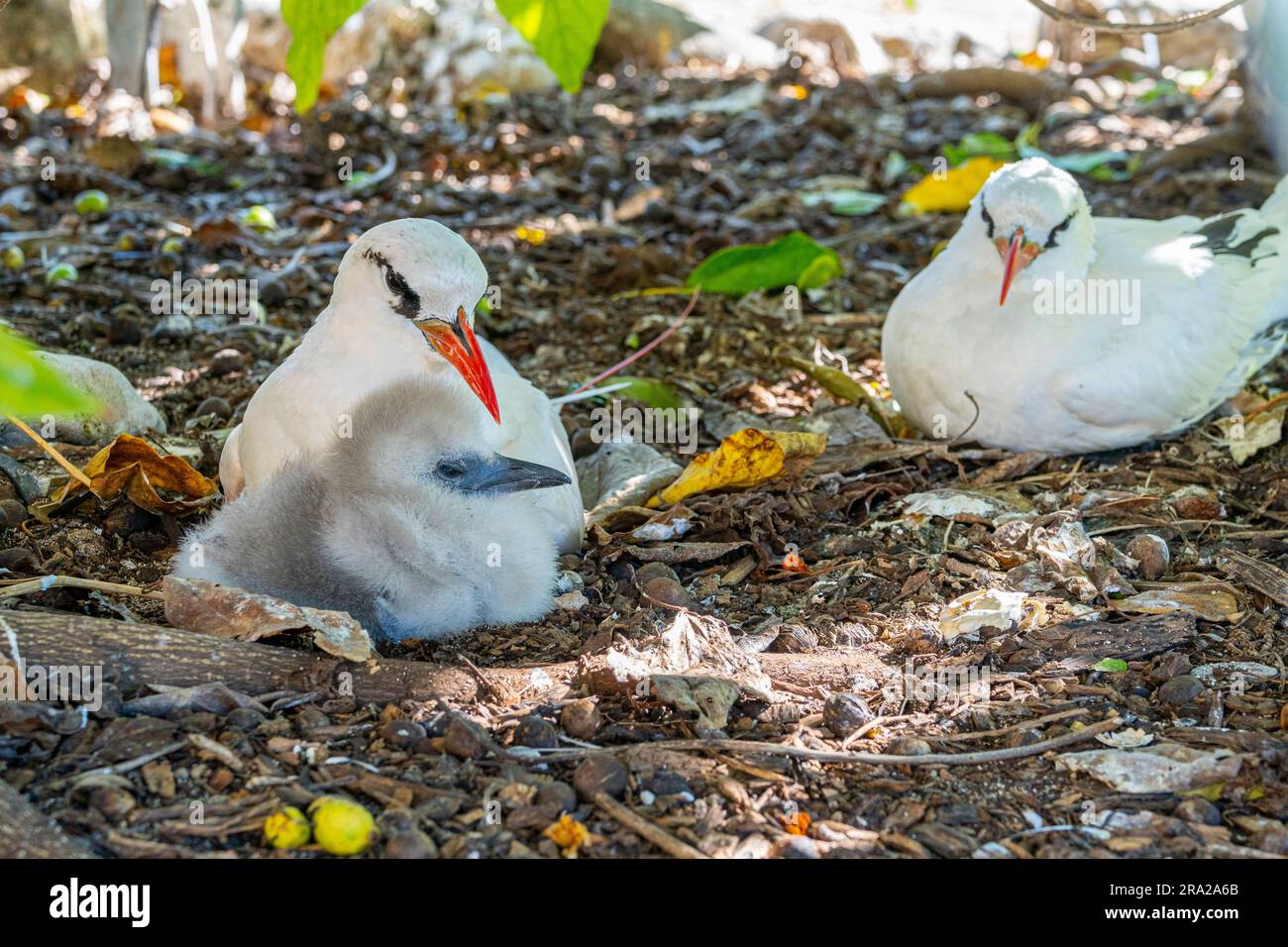 Oiseau-tropic à queue rousse (Phaethon rubricauda) avec poussin, Lady Elliot Island, Sud de la Grande barrière de corail, Queensland, Australie Banque D'Images