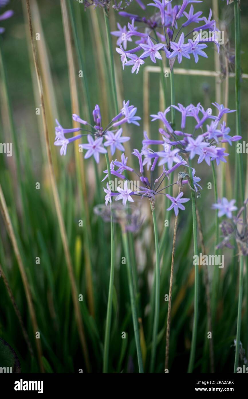 Fleurs d'une violacée Tulbaghia Banque D'Images