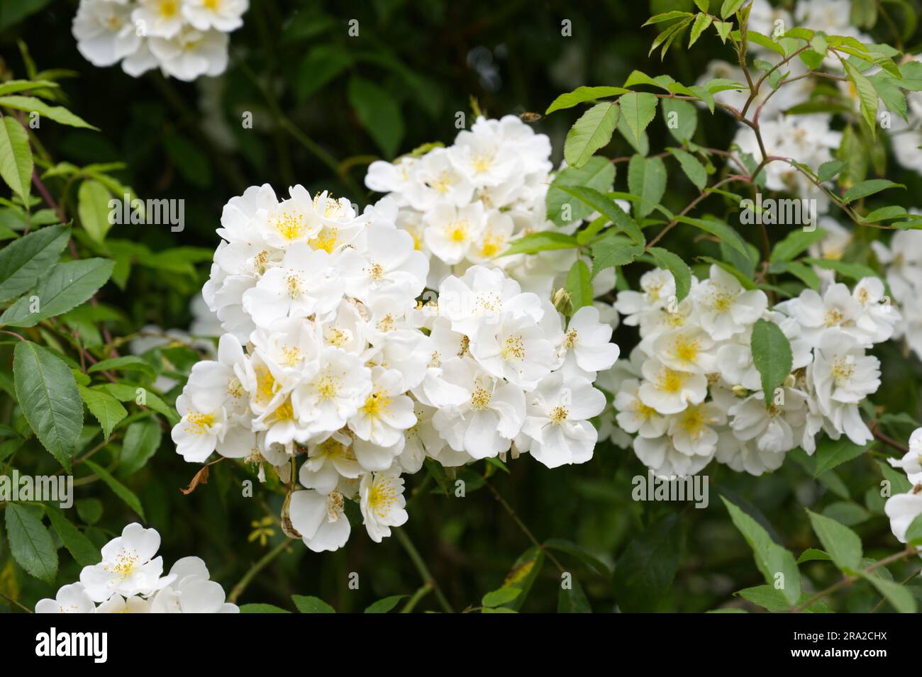 Grappes de roses blanches d'été hybrides musc grimpant Rosa Darlow's Enigma dans le jardin britannique juin Banque D'Images