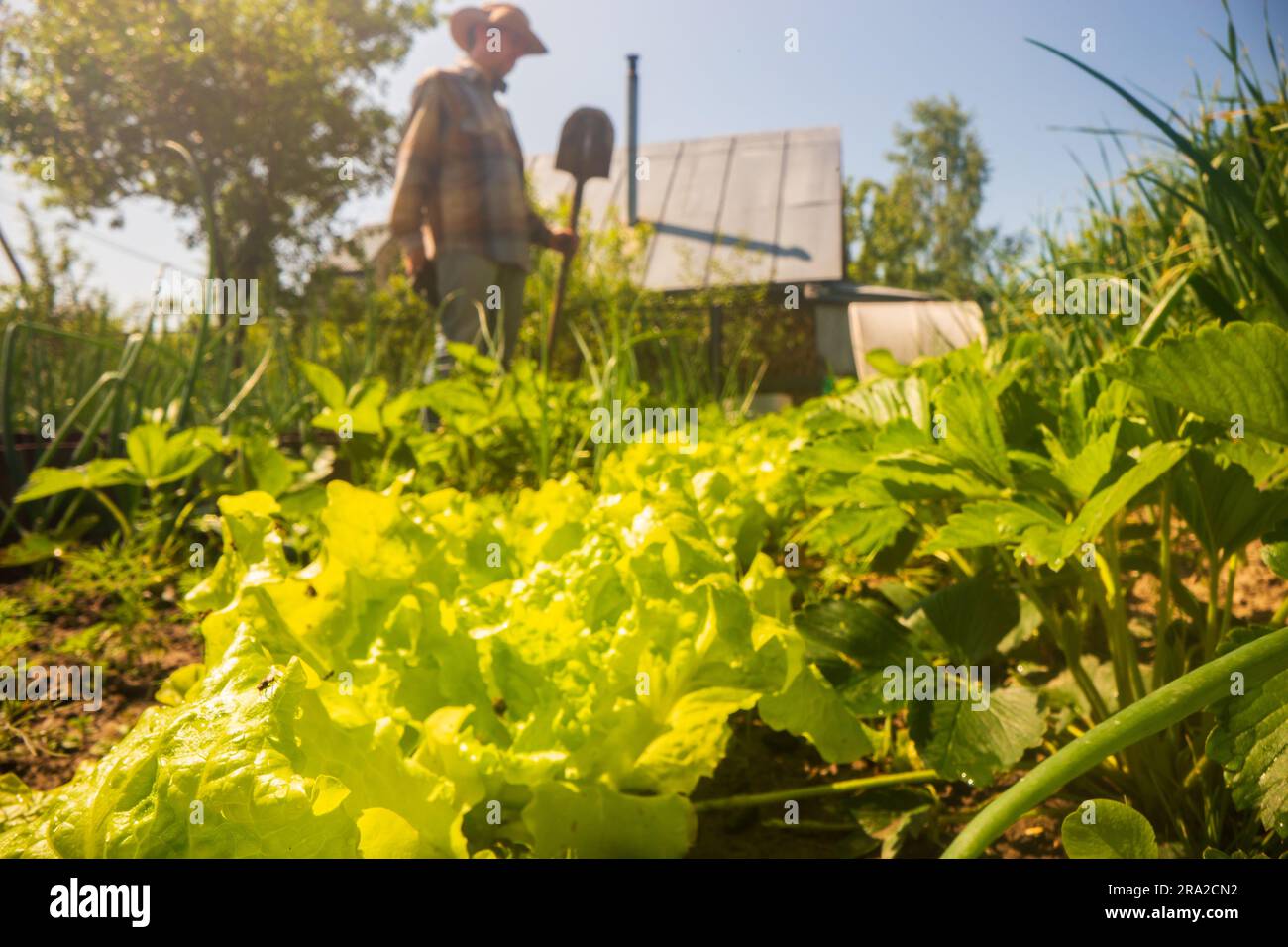 Le fermier se tient avec une pelle dans le jardin de la ferme. Concept de jardinage. Travaux agricoles sur la plantation Banque D'Images