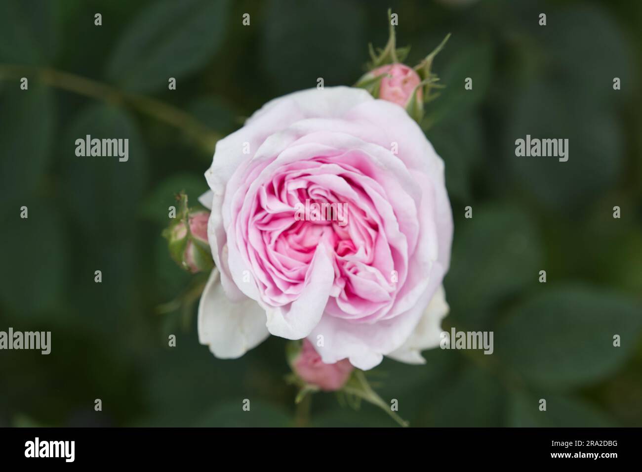 Double rose fleurs d'été de roses arbustives Rosa Königin von Dänemark dans le jardin britannique juin Banque D'Images