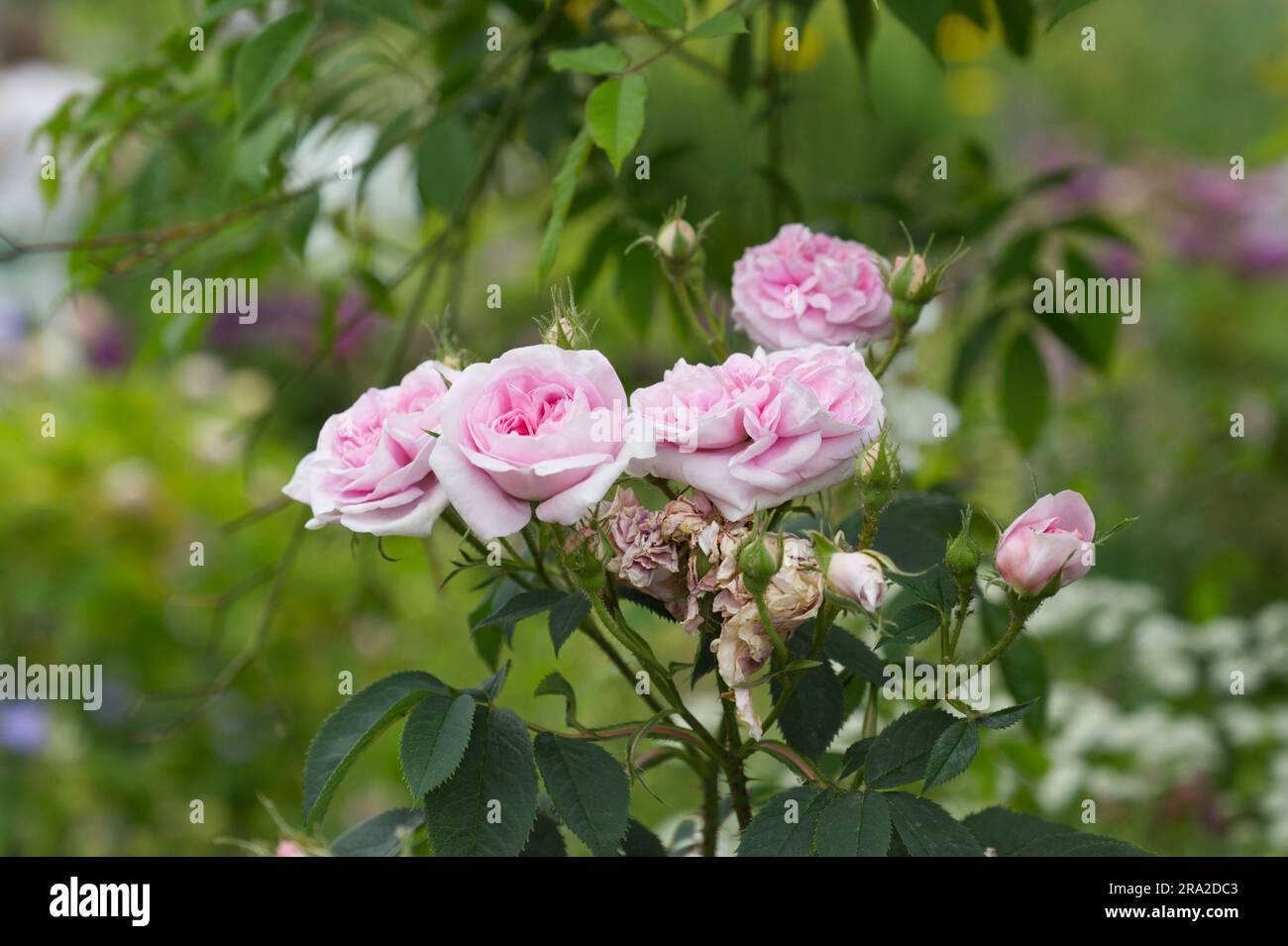 Double rose fleurs d'été de roses arbustives Rosa Königin von Dänemark dans le jardin britannique juin Banque D'Images