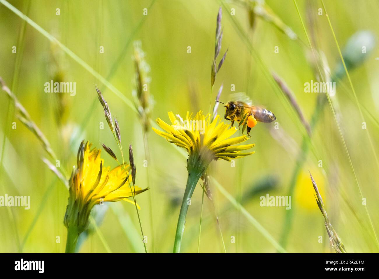 Abeille de miel collectant le pollen de fleur de hawkbit dans la parcelle d'herbe qui a été autorisée à pousser longtemps dans le jardin du royaume-uni Banque D'Images