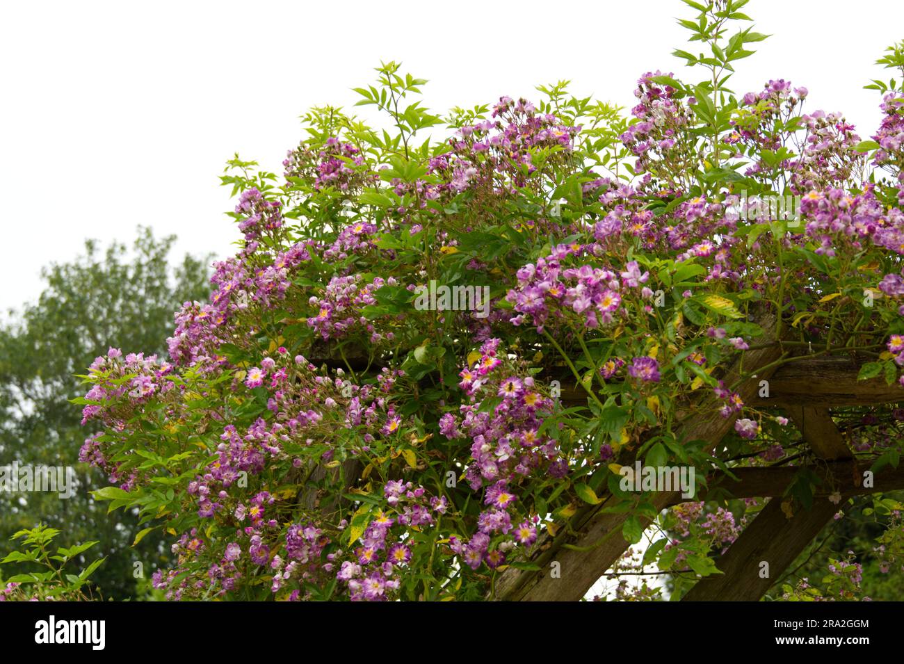 Grappe de roses violettes d'été ramblau Rosa Veilchenblau dans le jardin britannique juin Banque D'Images