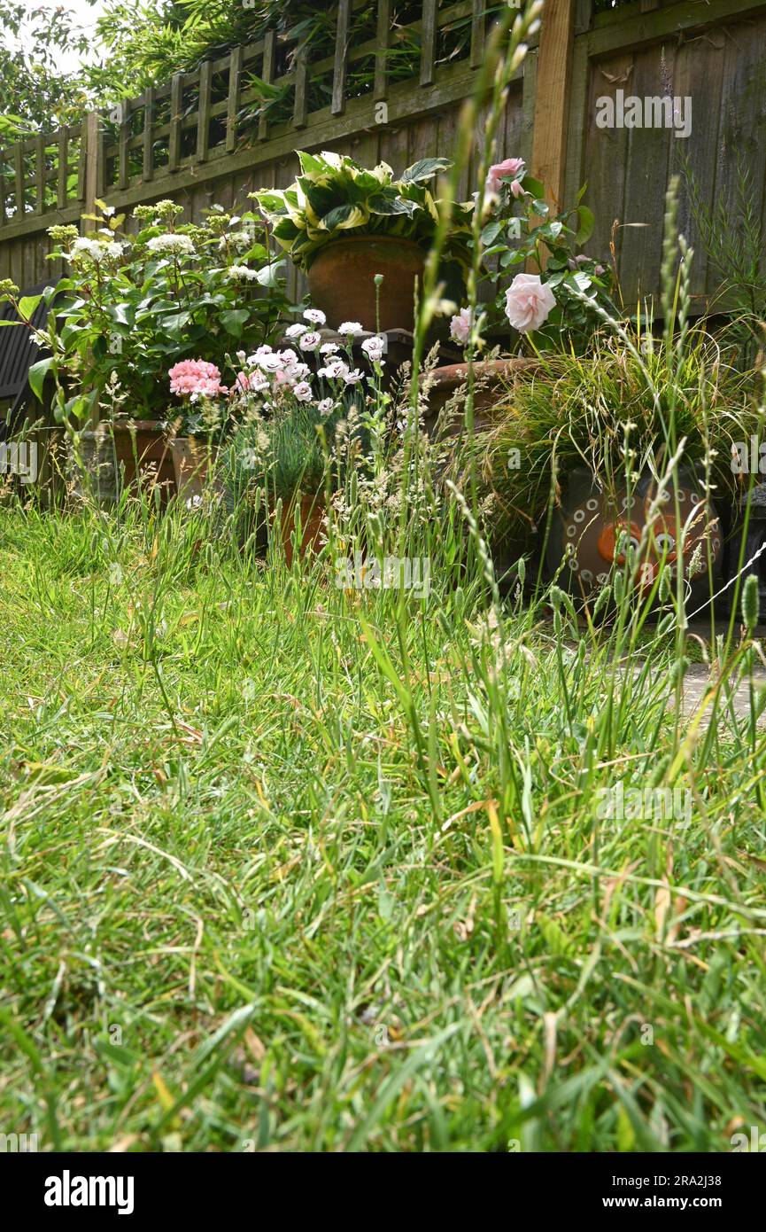 Une pelouse qui a été autorisée à se développer naturellement et à ne pas tondre ou tondre pour aider à l'environnement et encourager les insectes Banque D'Images