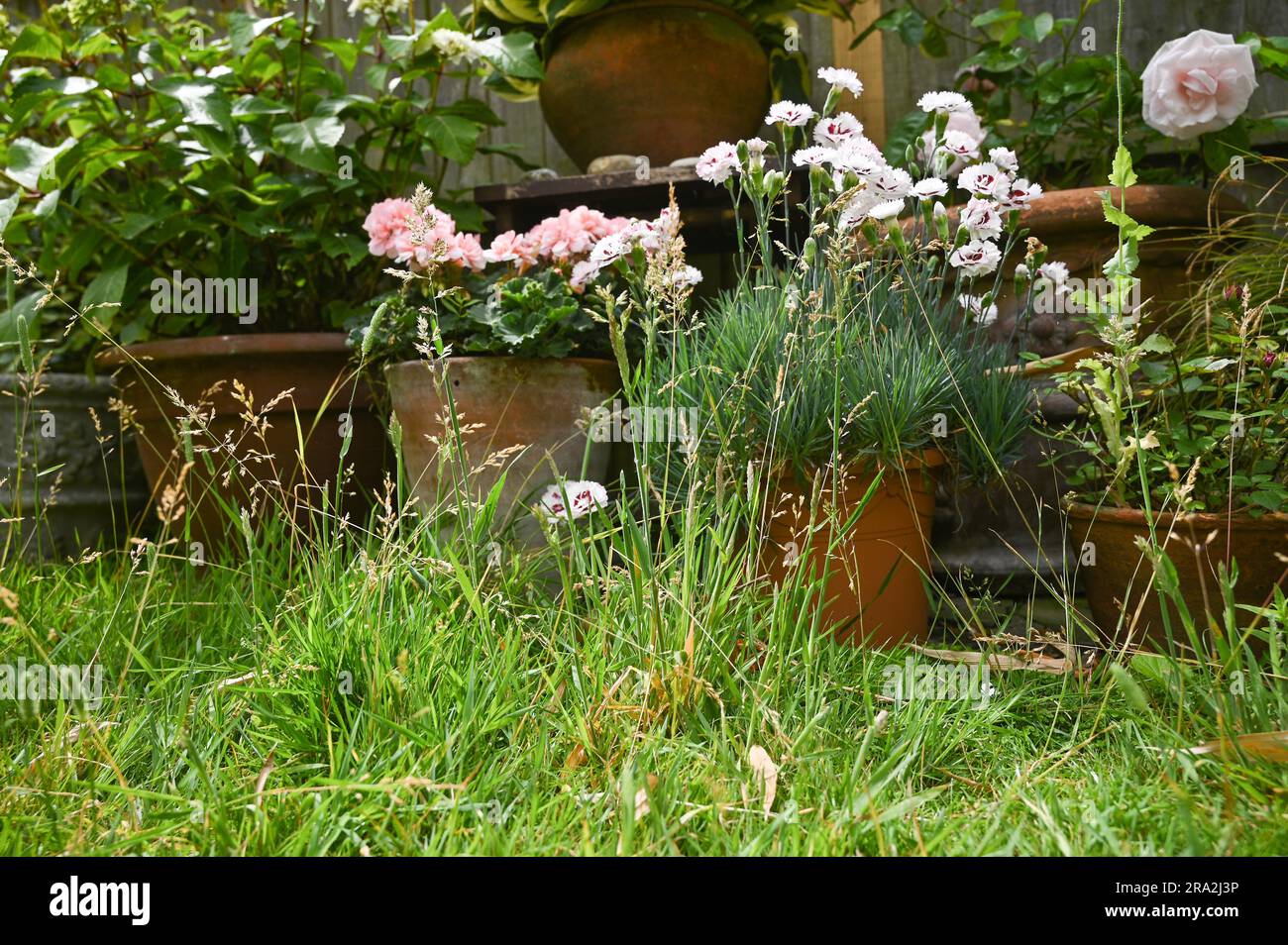 Une pelouse qui a été autorisée à se développer naturellement et à ne pas tondre ou tondre pour aider à l'environnement et encourager les insectes Banque D'Images