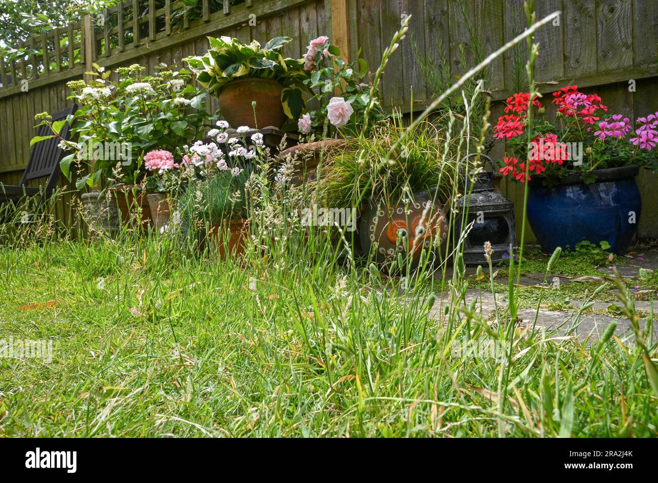 Une pelouse qui a été autorisée à se développer naturellement et à ne pas tondre ou tondre pour aider à l'environnement et encourager les insectes Banque D'Images