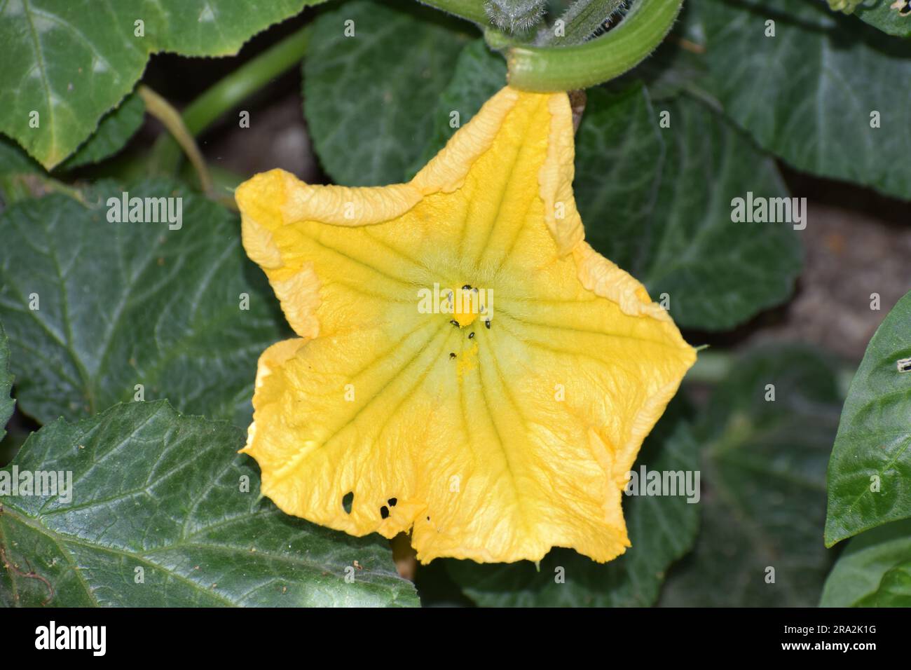 fleur de citrouille jaune butternut Banque D'Images
