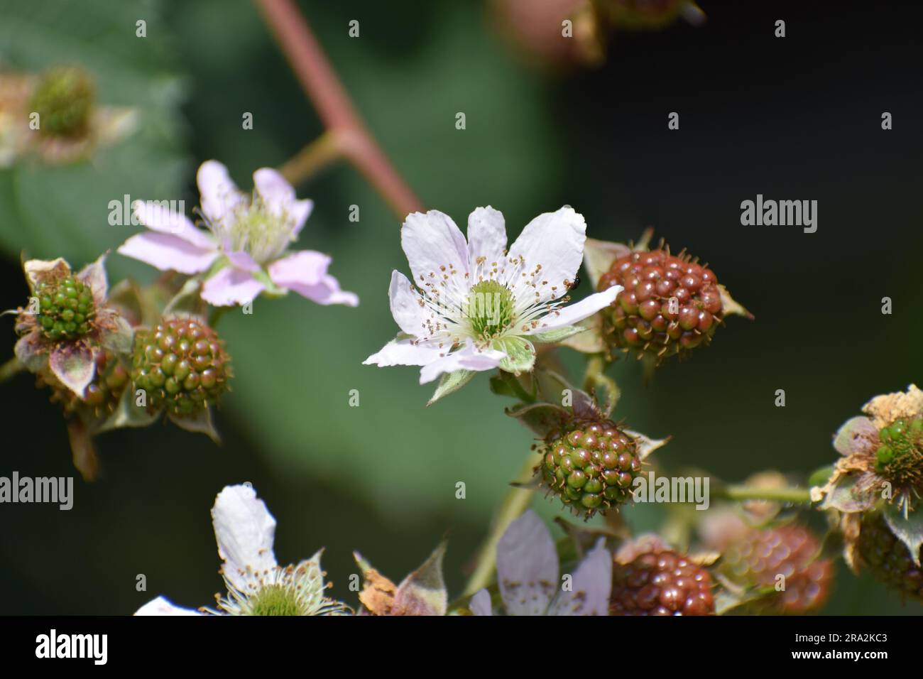 Fleur de blackberry Banque D'Images