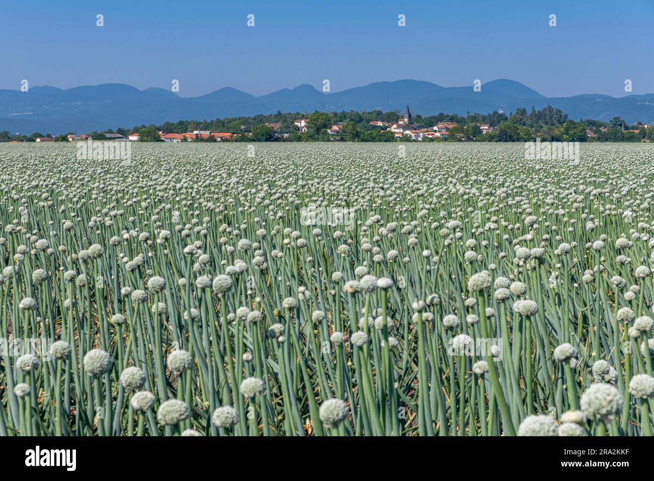 France, Puy de Dome, production d'oignons pour la production de semences, plaine de Limagne, près de Riom, chaîne des Puys en arrière-plan (vue aérienne) Banque D'Images