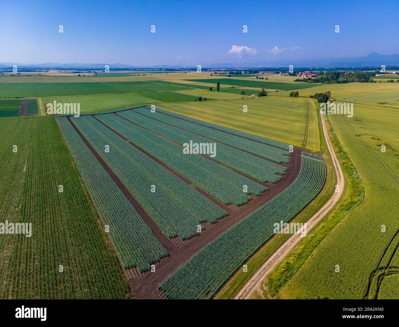 France, Puy de Dome, Chappes, production d'oignons pour la production de semences, plaine de Limagne, près de Riom, chaîne des Puys en arrière-plan (vue aérienne) Banque D'Images
