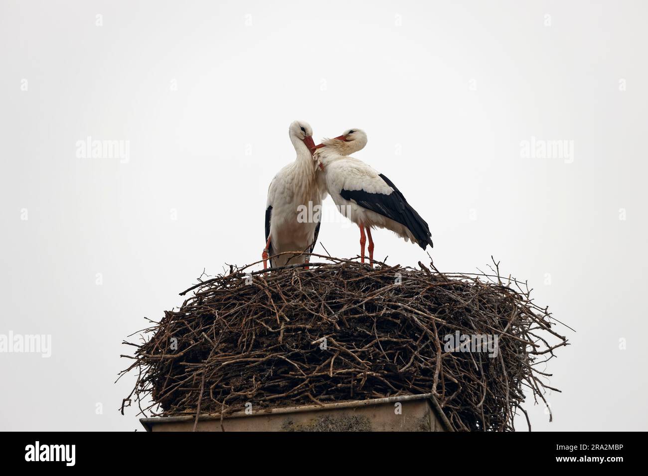 France, Meurthe et Moselle, pays de Saintois, Haroué, ciconques blanches (Ciconia ciconia) dans son nid sur le château de Haroué Banque D'Images