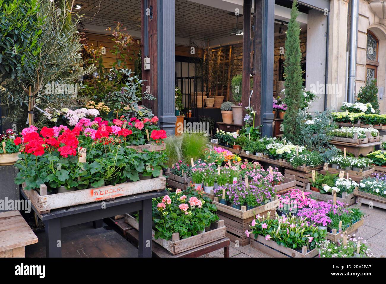 France, territoire de Belfort, Belfort, boulevard Carnot, fleuriste Coquelicot, trottoir, caisses de plantes à fleurs Banque D'Images