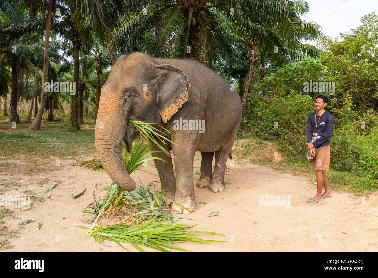 Thaïlande, province de Krabi, île de KohLanta yai, sanctuaire d'éléphants de Lanta, éléphant et gardien Banque D'Images