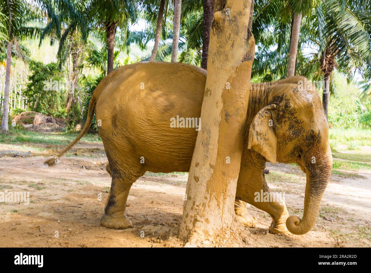 Thaïlande, province de Krabi, île de KohLanta yai, sanctuaire d'éléphants de Lanta, éléphant frottant contre un arbre Banque D'Images