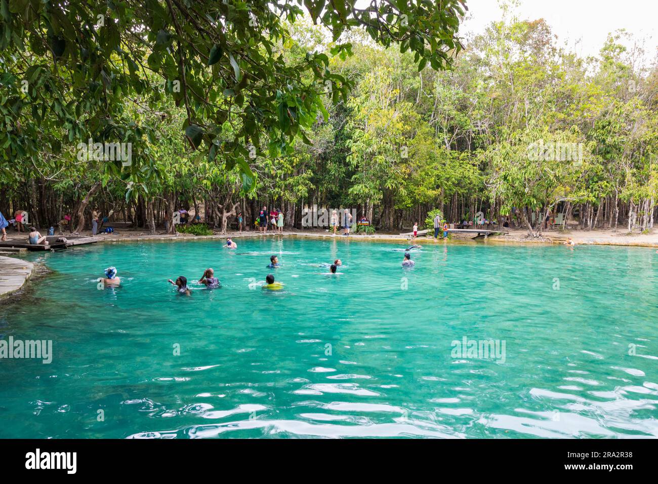 Thaïlande, province de Krabi, Khlong Thom, Khao Phra - réserve naturelle de Bang Khram, piscine d'émeraude Banque D'Images