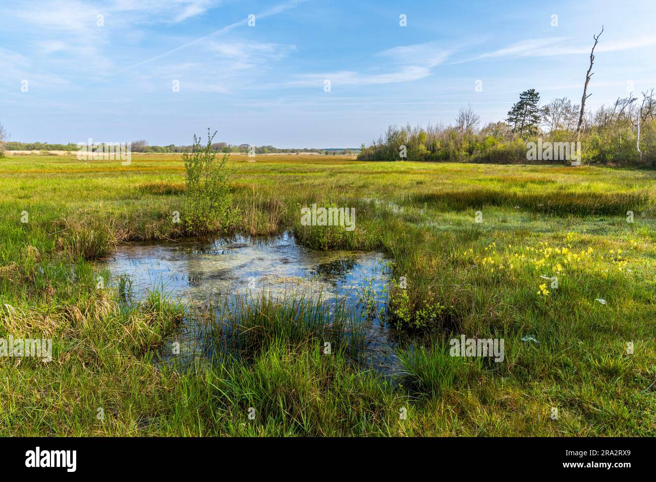 France, pas-de-Calais, Merlimont, Réserve biologique de Merlimont gérée par l'ONF, cette réserve biologique est généralement fermée au public. Il se compose d'une plaine inondée en hiver et au printemps, entre deux ceintures de dunes et forme un biotope avec une biodiversité très riche. Les trous de bombe de la Seconde Guerre mondiale sont devenus des étangs précieux. Banque D'Images