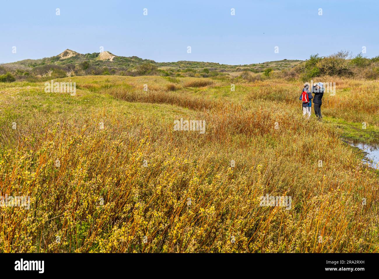 France, pas-de-Calais, Merlimont, Réserve biologique de Merlimont gérée par l'ONF, cette réserve biologique est généralement fermée au public. Il se compose d'une plaine inondée en hiver et au printemps, entre deux ceintures de dunes et forme un biotope avec une biodiversité très riche. Les trous de bombe de la Seconde Guerre mondiale sont devenus des étangs précieux. Banque D'Images