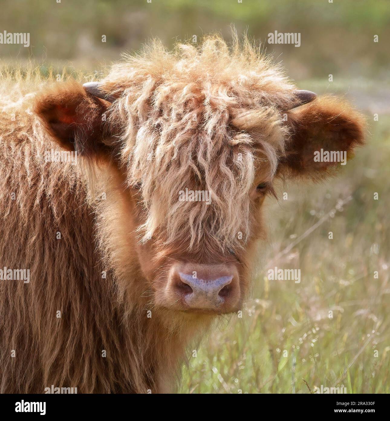 Un adorable veau domestique de Highland Cow dans un pré herbacé. Banque D'Images