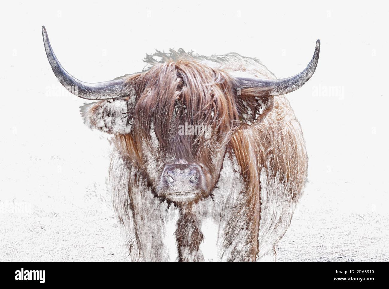Une version d'esquisse d'un Highland Cow ou Heelan Coo, la plus ancienne race de bétail enregistrée dans le monde, connue sous le nom de doux géants de l'Écosse. Banque D'Images