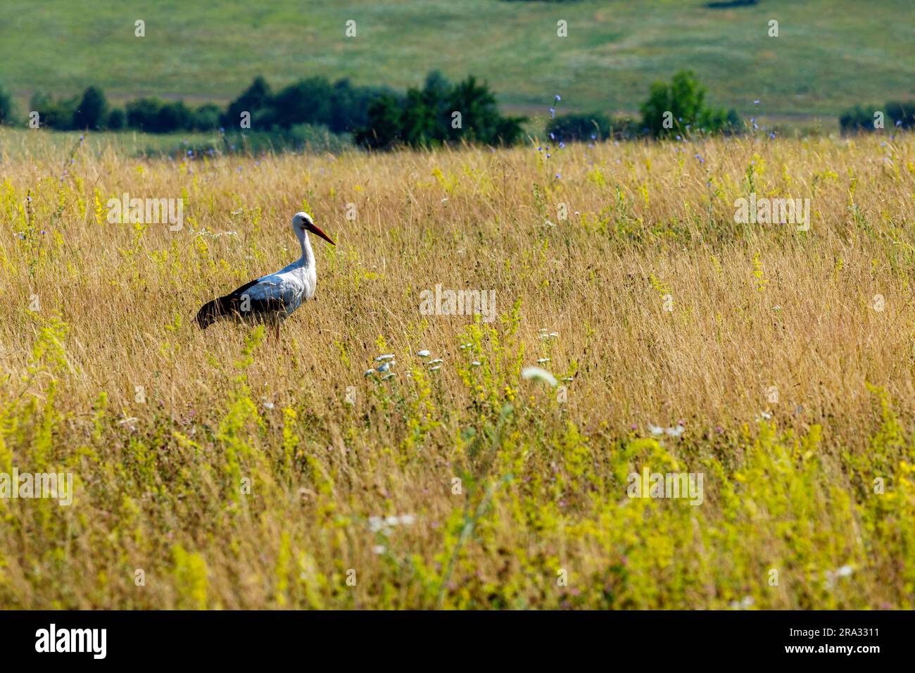 Cigogne blanche sur un pré Banque D'Images