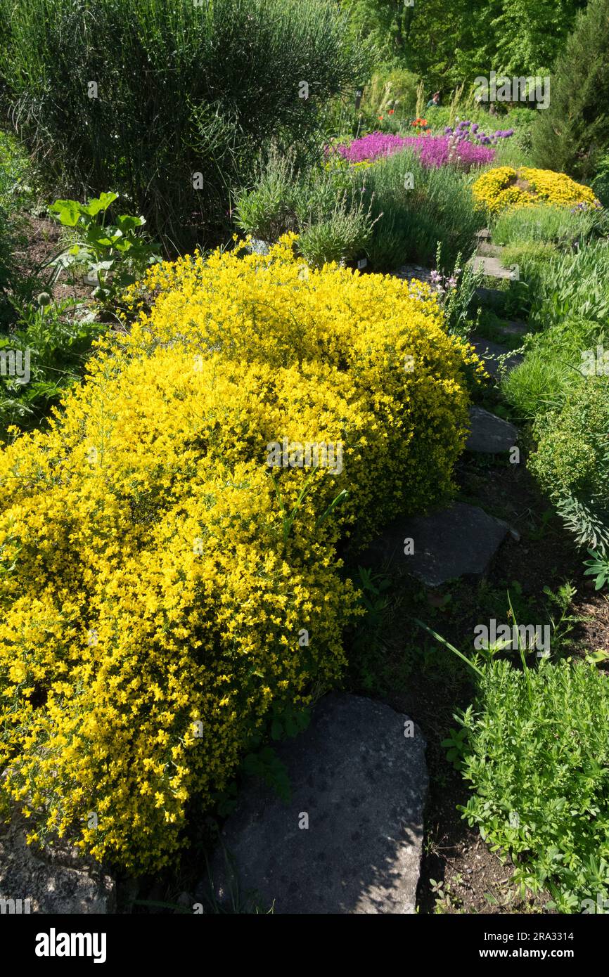 Jardin Genista arbuste bas poussant sur un petit mur tufté Spring Yellow Garden Clump de Lydian Broom Genista lydia Bright lydia formant une floraison Genista Banque D'Images