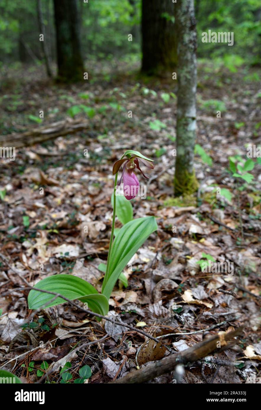 Fleur sauvage de Cypripedium acaule, un slipper rose qui pousse dans la forêt nationale de Cherokee près de Laurel Bloomery, Tennessee, États-Unis Banque D'Images