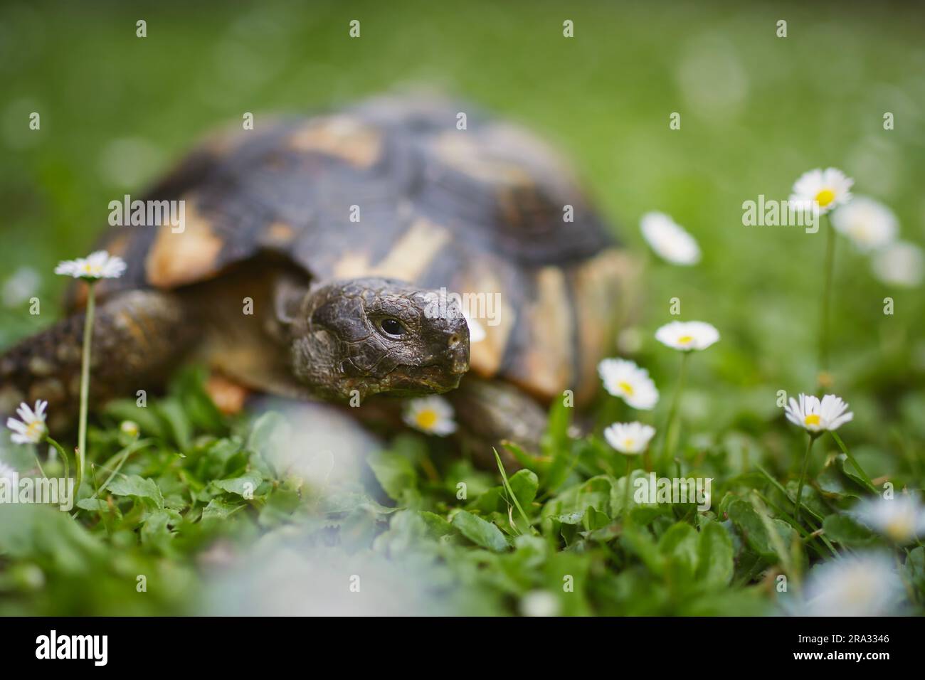 Tortue lors de la marche lente dans l'herbe sur la cour arrière. Vie domestique avec animaux. Banque D'Images