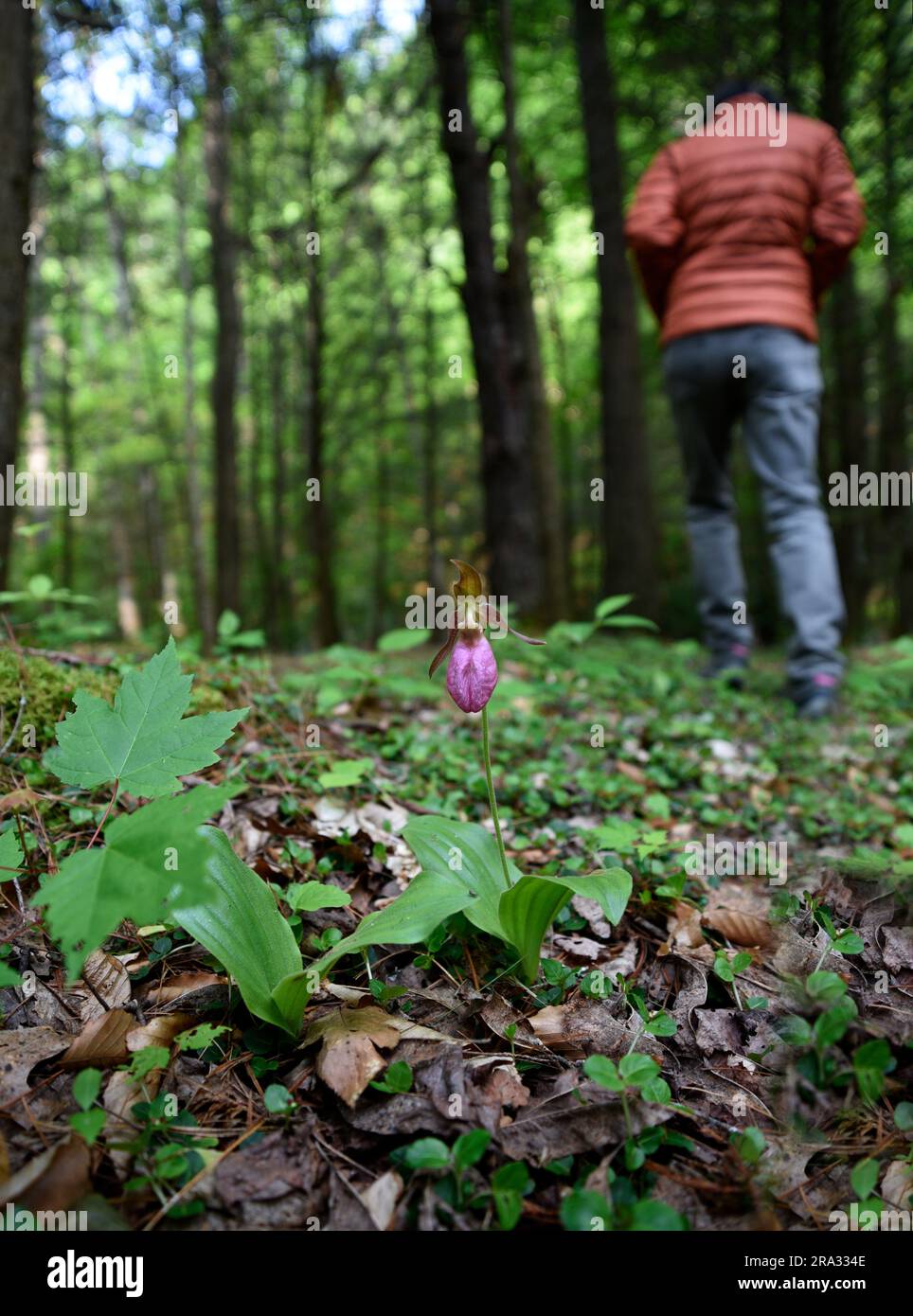 Une femme marche près d'une fleur sauvage de Cypripedium (Cypripedium acaule) dans la forêt nationale Cherokee près de Laurel Bloomery, Tennessee, États-Unis Banque D'Images