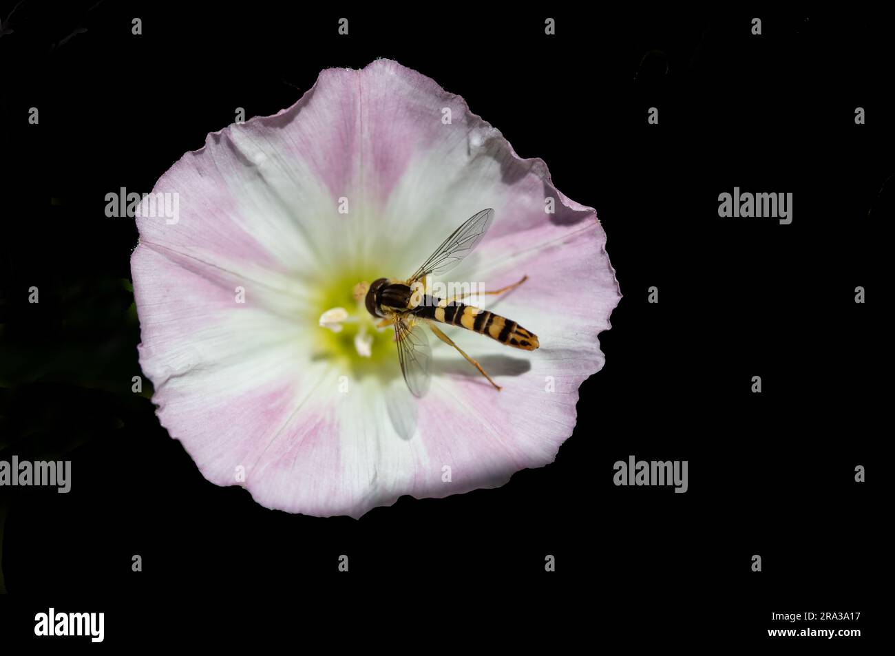 Sphaerophoria scripta insecte sur la fleur Banque D'Images