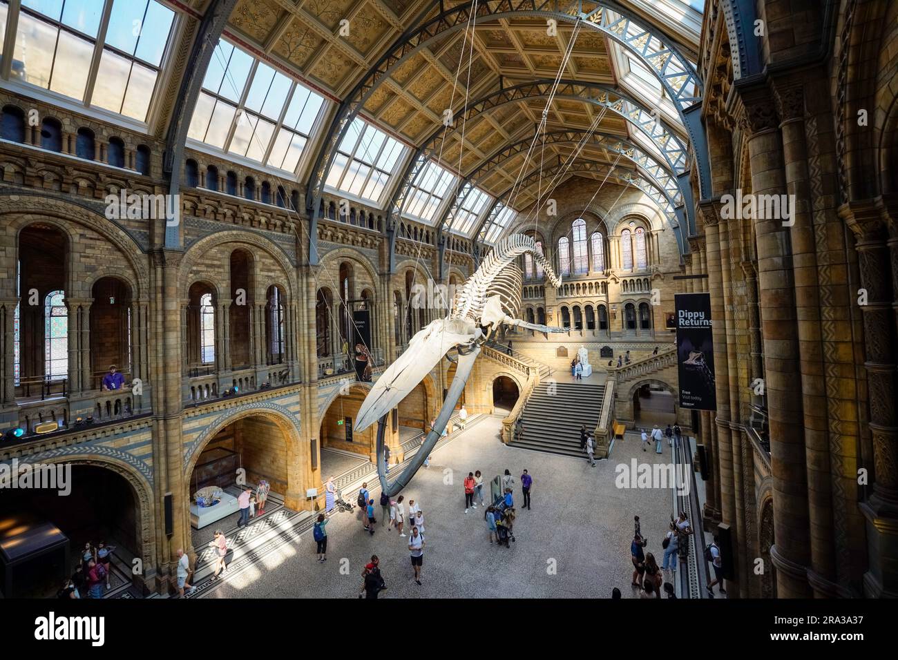 Musée d'histoire naturelle à Londres, intérieur du musée. Espérons que les os de squelette de baleine bleue dans Hintze Hall, qui a une belle architecture emblématique. Allez ! Banque D'Images