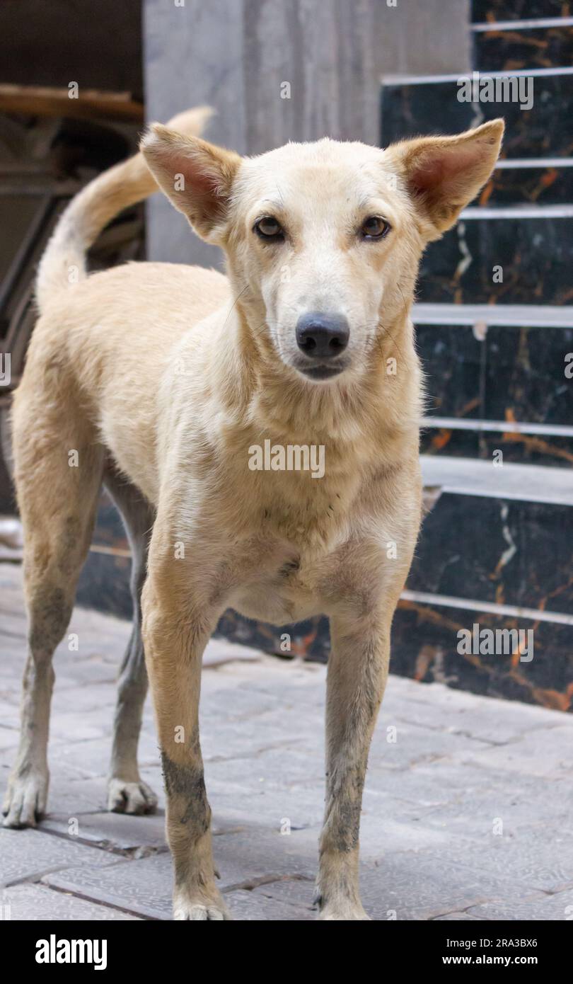 Gros plan d'un chien qui me regarde Banque D'Images