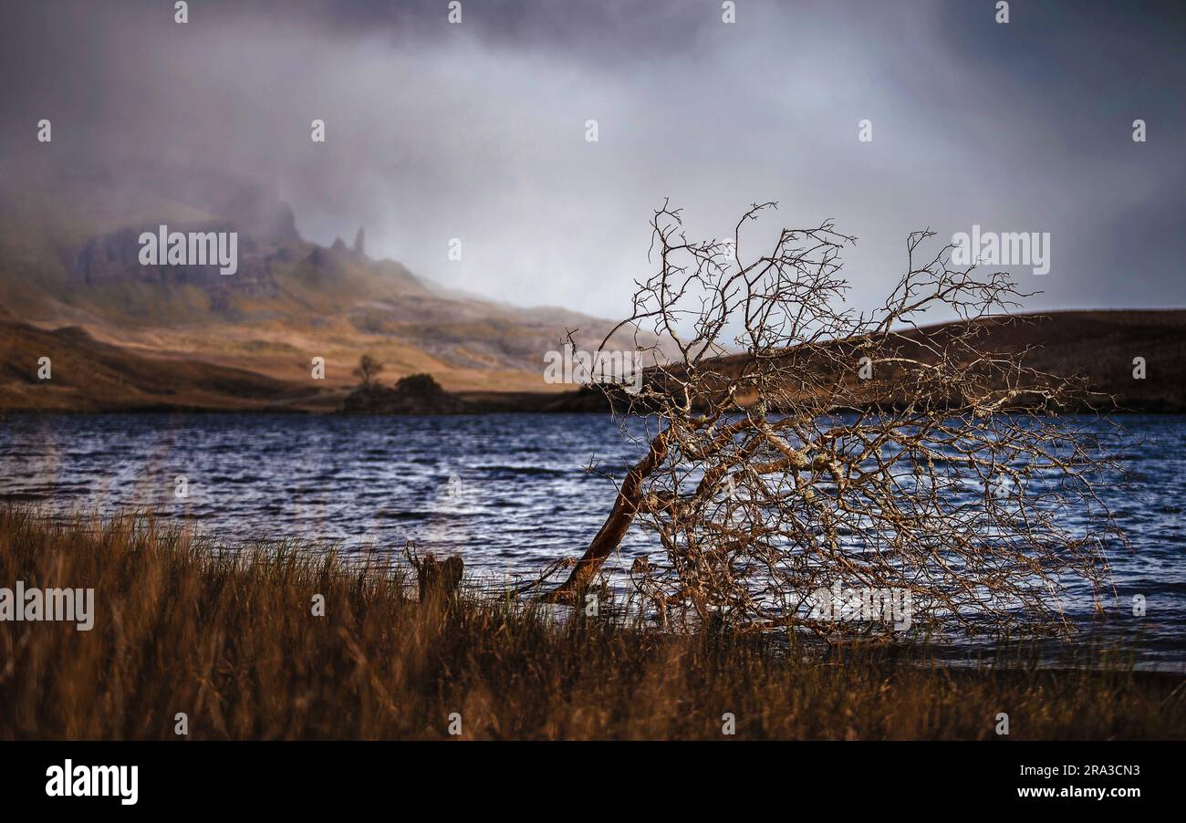 Île de Skye, Écosse - arbre Lonely au Loch Fada sur l'île de Skye avec le célèbre Old Man IF Storr en arrière-plan Banque D'Images