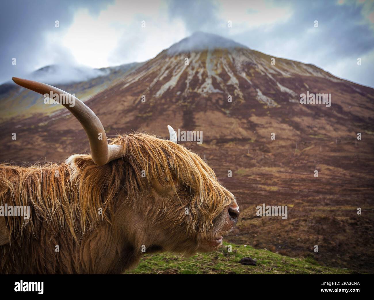 Île de Skye, Écosse - gros plan d'un cheptel écossais (vache poilue) avec les Highlands écossais en arrière-plan Banque D'Images