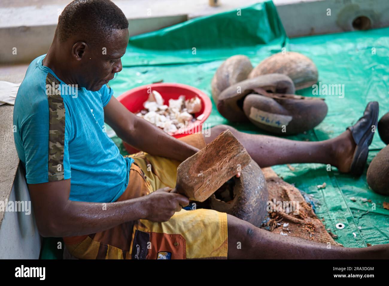 Usine des collections Coco de mer, homme enlevant la viande de coco de mer (ivoire végétal) à l'intérieur de la coquille en martelant la chair dure Banque D'Images