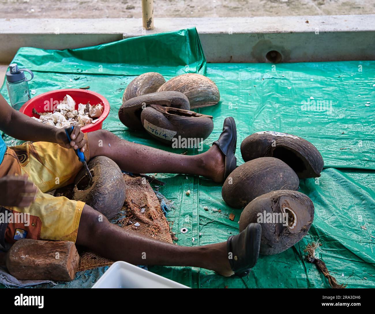 Usine des collections Coco de mer, homme enlevant la viande de coco de mer (ivoire végétal) à l'intérieur de la coquille en martelant la chair dure Banque D'Images