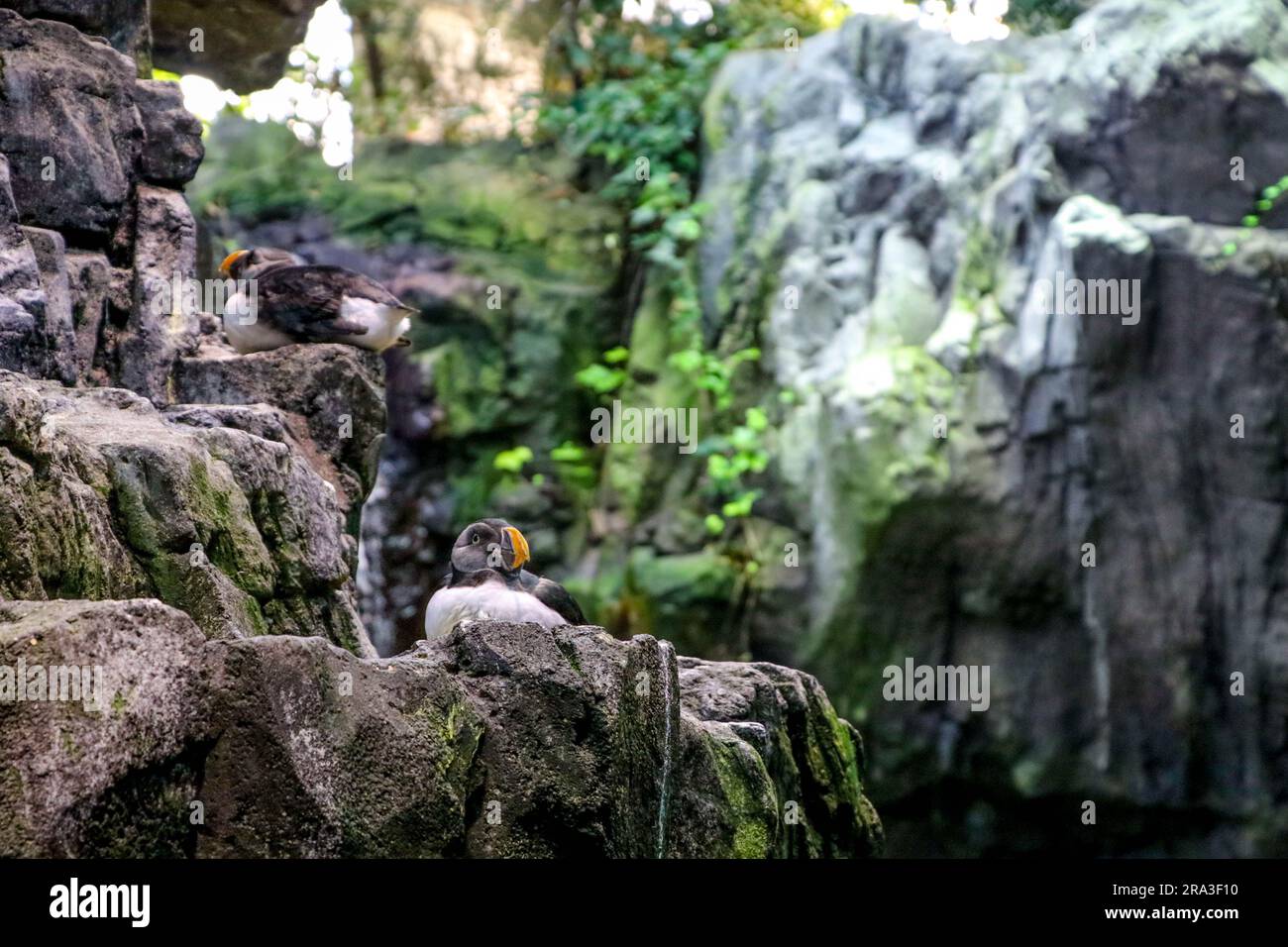zoo de perroquets de mer portugal Banque D'Images