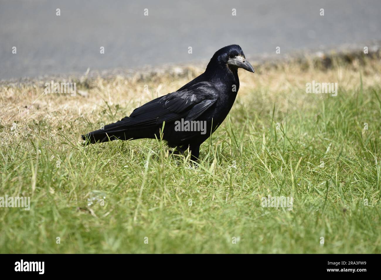 Image au niveau des yeux d'un cook (Corvus frugilegus) debout sur l'herbe en profil droit, prise sur l'île de Man, Royaume-Uni en été Banque D'Images