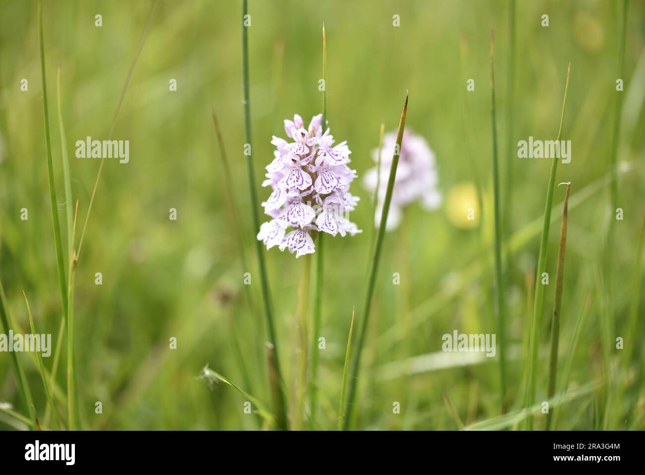 Image au premier plan du centre d'une seule orchidée tachetée (Dactylorhiza maculata), prise sur l'île de Man, au Royaume-Uni en juin Banque D'Images