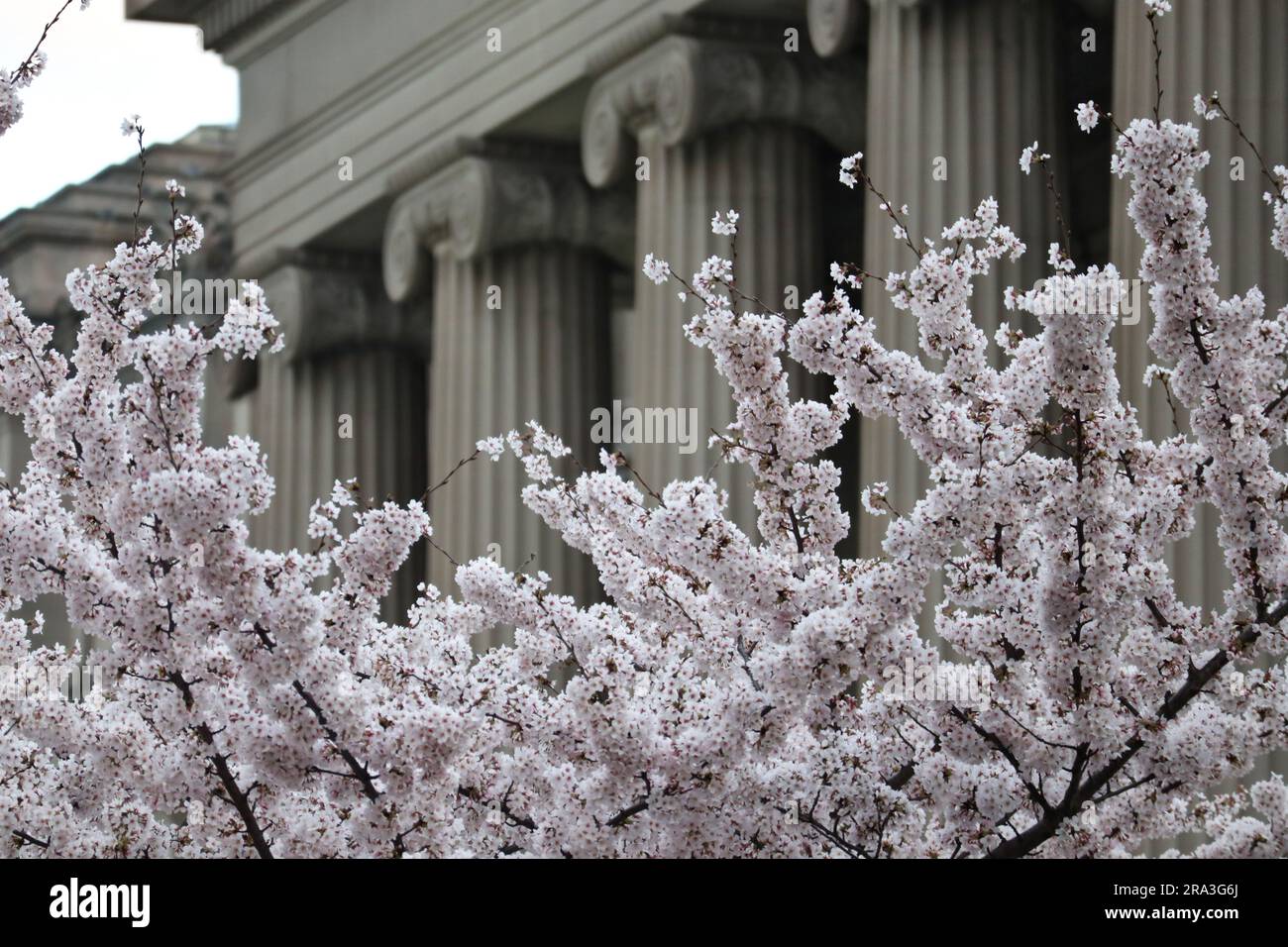 cerisiers en fleurs au musée de brooklyn avec colonnes (botaniques, botaniques) blanches, détail, jardin, fleurs nyc fleurissant au printemps Banque D'Images