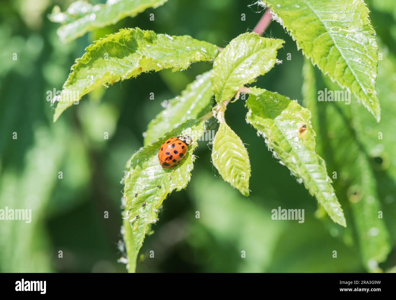 Arlequin Ladybird (Harmonia axyridis) perché sur une feuille Banque D'Images