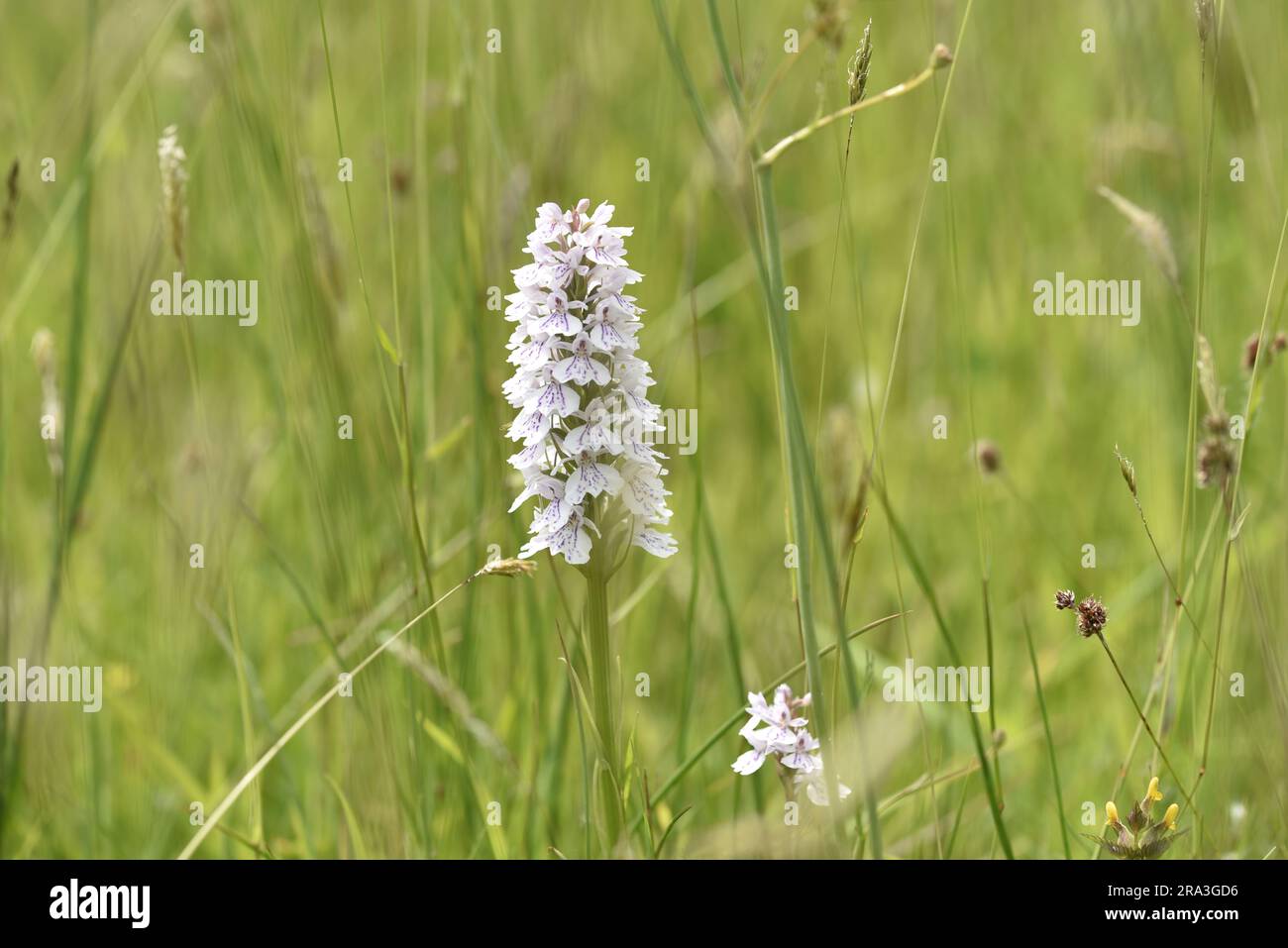 Macro image d'une orchidée tachetée de la lande blanche (Dactylorhiza maculata), positionnée Centre Foreground, dans une prairie sauvage ensoleillée, prise au Royaume-Uni Banque D'Images